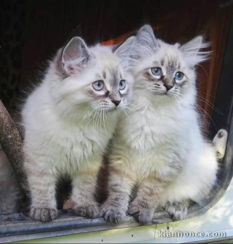 magnifique chatons siberien a adopter