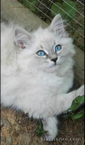 magnifique chatons siberien a adopter