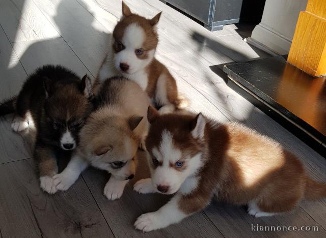 Adorable Husky Sibérien 