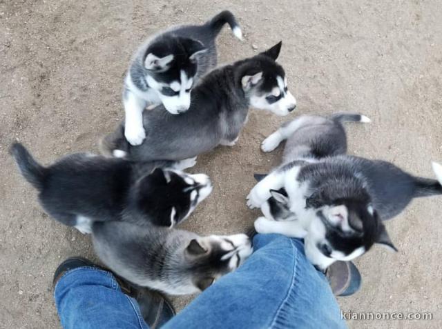 Adorable Husky sibérien 