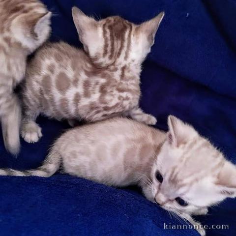 3 chatons Bengal a donné contre bon soins