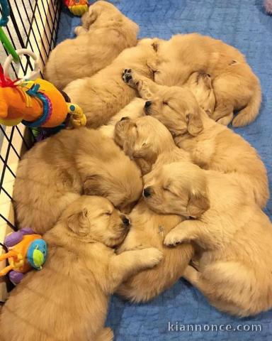 Adorable Goldens Retriever 