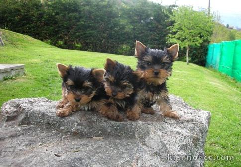 Adorables chiots Yorkshire 