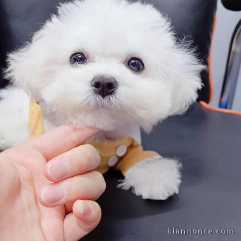 Chiots-Bichon-Maltais