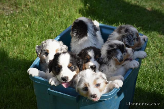 Magnifiques Chiots Berger Australien Pure Race