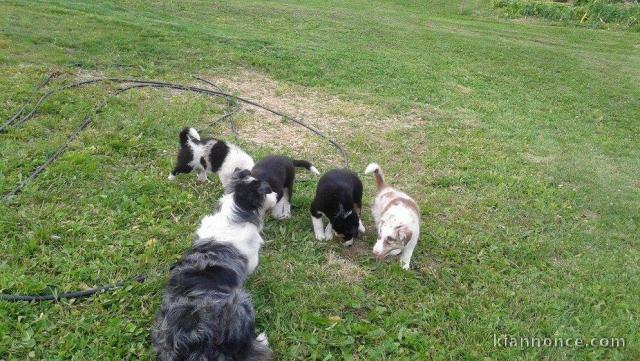 Magnifiques Chiots Border Collie Pure Race