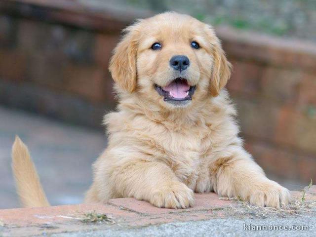 golden retriever a donner