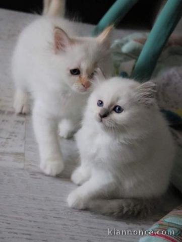 Superbe chatons Sacré de Birmanie