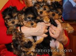 chiot yorkshire terrier a donner