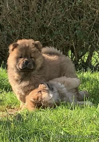 Chiots Chow Chow a donner urgent 