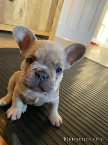 Blue Fawn Quad Carrier Chienne Bouledogue Français