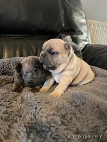 Chiots bouledogue français fauve bleu 