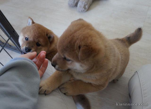 Chiots Shina Inu a donner 