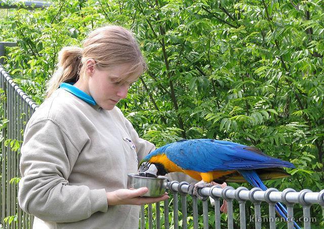 A Donner femelle Perroquet Ara ararauna