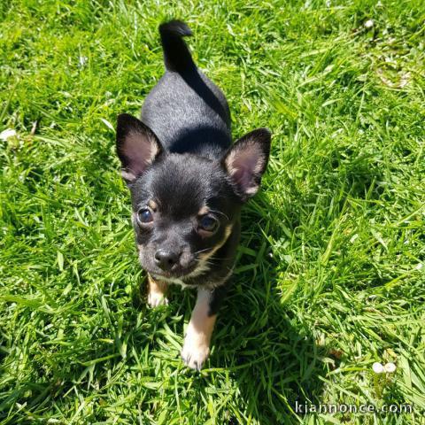 A donner chiots CHIHUAHUA