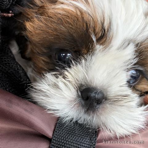 Adorables chiots Shih Tzu a donner