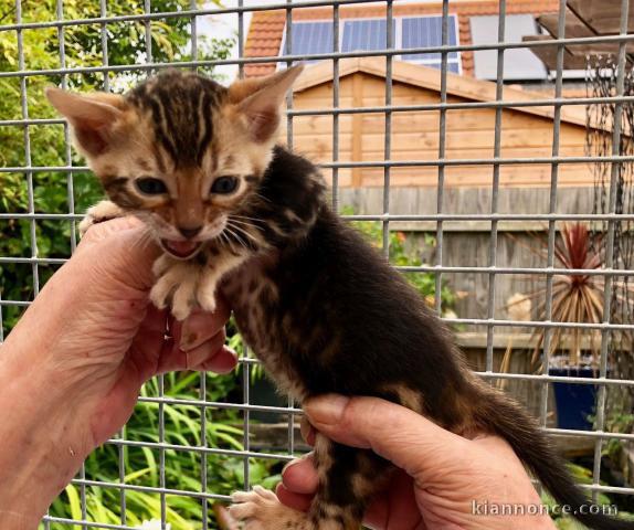 A donner adorables  chatons Bengale brown lof