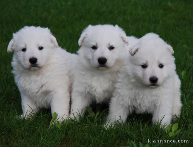 Adorable chiot Berger Blanc Suisse tout blancs a donner 