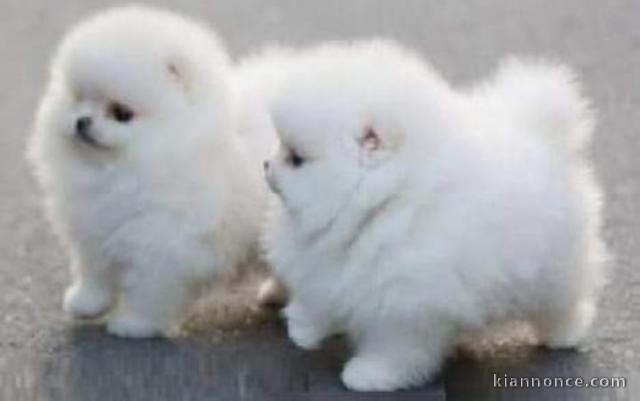 magnifique chiots spitz nain pomeranien