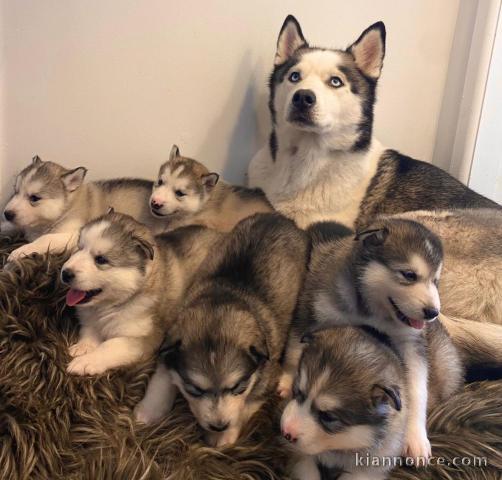 chiots Husky de Sibérie a donner 