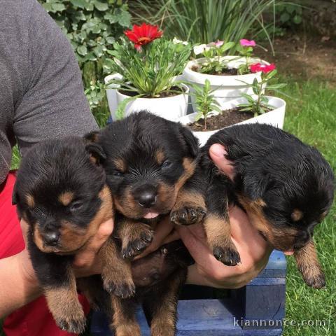 Adorables chiots  de race Rottweiler disponible pour adoption.