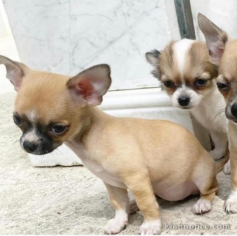 Adorables Chihuahua disponible pour adoption.