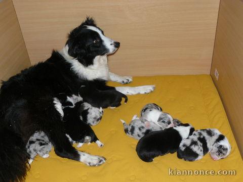 Magnifiques Chiots Border Collie Pure Race
