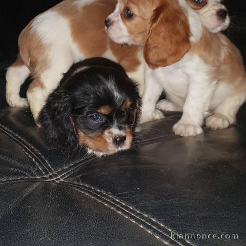  Adorables Chiots Cavalier King Charles Pure Race