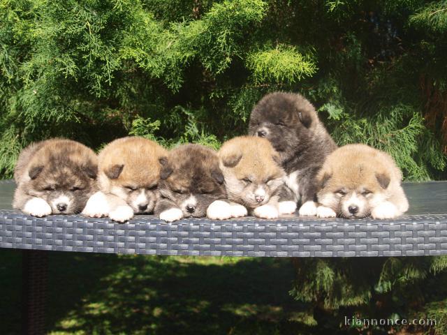 Magnifiques Chiots Akita Inu Pure Race