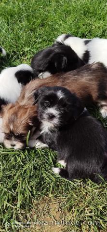 Superbes Chiots Lhassa Apso Pure Race 