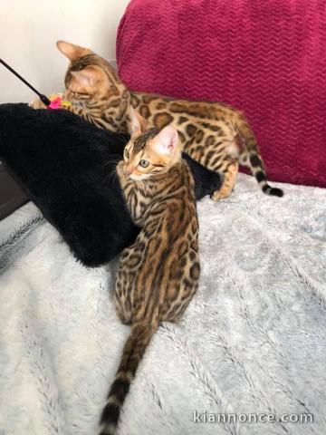 Adorables chatons bengal disponible pour adoption.