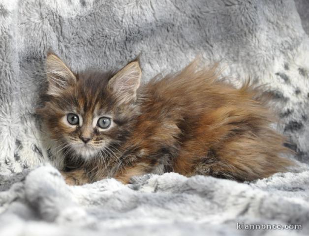  Bb chatons Maine Coon DISPONIBLE DE SUITE 