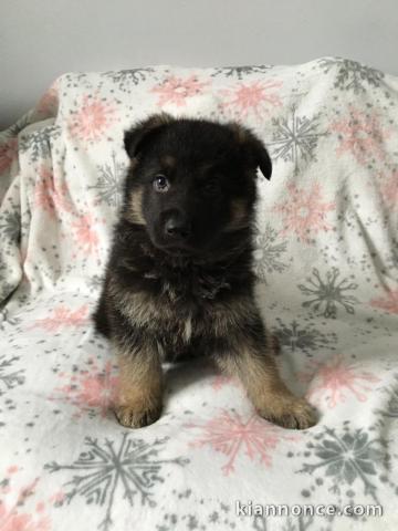 Chiots de berger allemand prêts maintenant