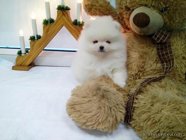 magnifique chiot spitz nain blanc très calin