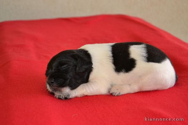 Magnifique Chiot Epagneul breton femelle a donner