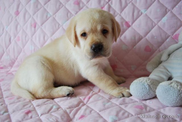 Donne super petite chiot type labrador