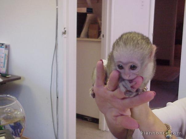 A donner bébé singe capucin femelle