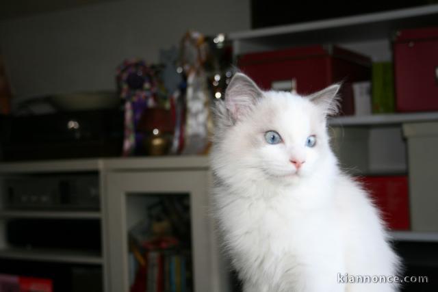 Adorable Bébé chaton femelle Ragdoll à donner