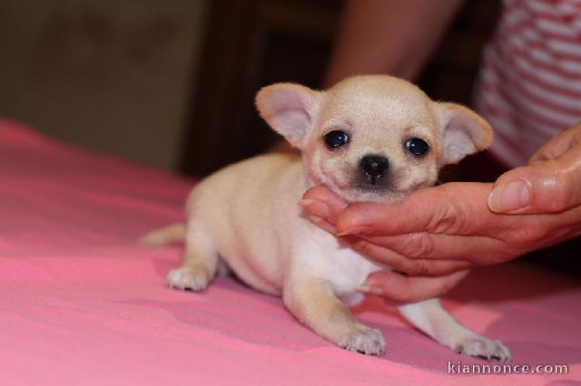 Adorable Chiot Chihuahua Femelle NON LOF a donner