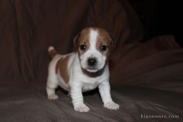 A donner magnifique Chiot type Jack Russel femelle 