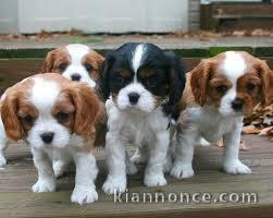 Magnifique chiot Cavalier King Charles  a donner 