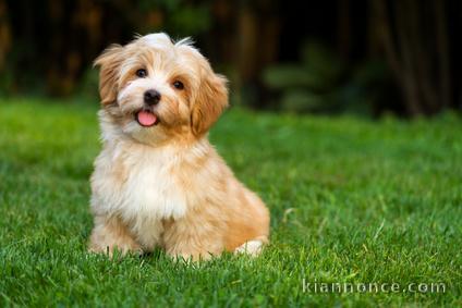 Magnifique  chiot Bichon havanais à donner