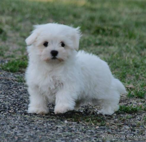 Magnifique  chiot Bichon maltais  donner