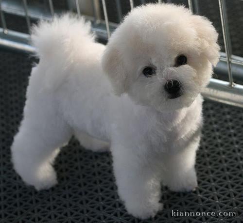 Magnifique  chiot Bichon frise à donner