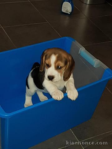 Magnifique  chiot Beagle à donner