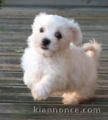 Magnifique  chiot Bichon frise à donner