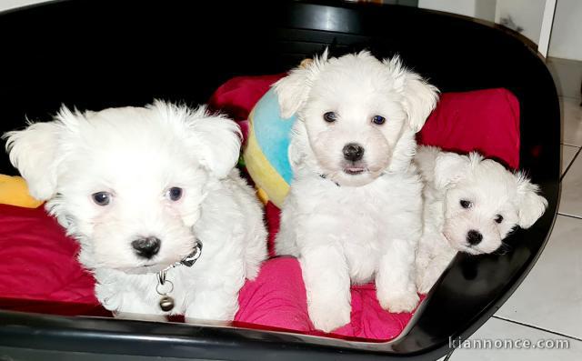 Magnifique chiot Bichon havanais à donner