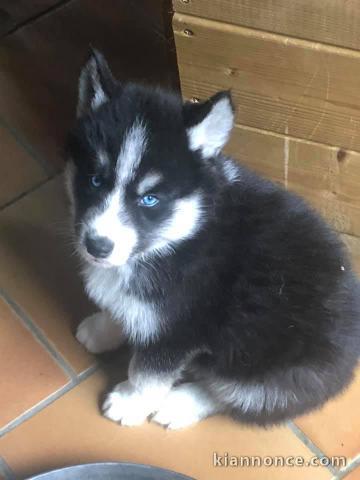 Magnifique  chiot Husky Sibérien à donner 