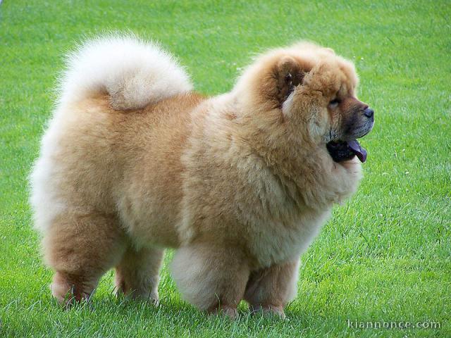 Magnifique  chiot Chow chow à donner