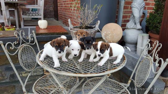 Sublimes Chiots Jack Russel Pure Race